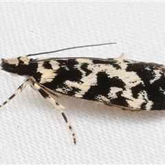 Eudonia aphrodes at Rosedale, NSW - 11 Mar 2025 10:21 PM