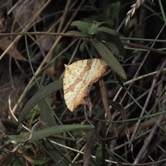 Chrysolarentia polyxantha (Yellow Carpet Moth) at Brindabella, NSW - 6 Mar 2025 by RAllen