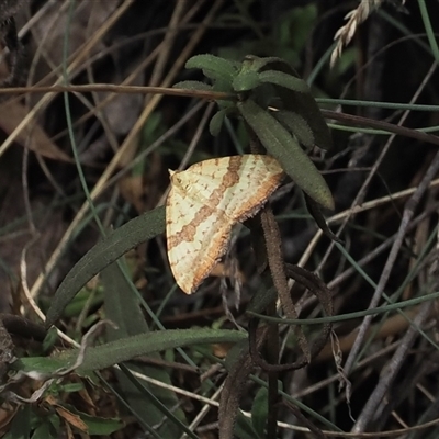 Chrysolarentia polyxantha (Yellow Carpet Moth) at Brindabella, NSW - 6 Mar 2025 by RAllen