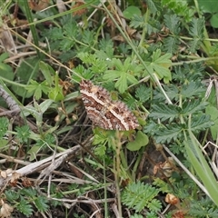 Chrysolarentia vicissata (Vicissata Carpet) at Cotter River, ACT - 6 Mar 2025 by RAllen