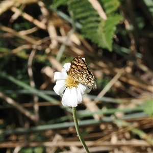 Oreixenica lathoniella (Silver Xenica) at Brindabella, NSW - 6 Mar 2025 by RAllen