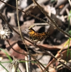 Oreixenica lathoniella (Silver Xenica) at Brindabella, NSW - 6 Mar 2025 by RAllen