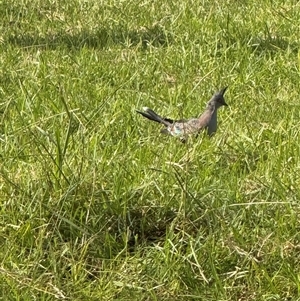 Ocyphaps lophotes at Brownlow Hill, NSW - 18 Mar 2025 10:09 AM
