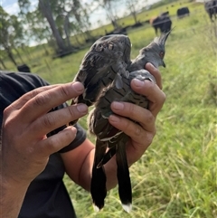 Ocyphaps lophotes at Brownlow Hill, NSW - 18 Mar 2025 10:09 AM