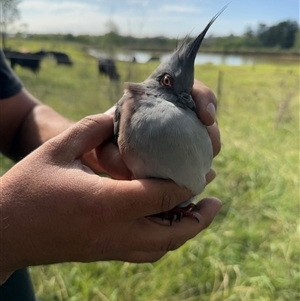 Ocyphaps lophotes at Brownlow Hill, NSW - 18 Mar 2025 10:09 AM