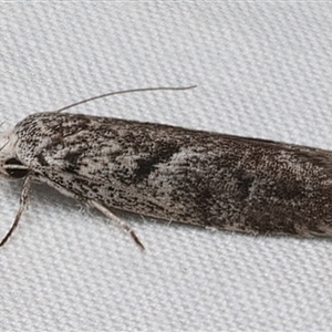 Lichenaula onychotypa at Rosedale, NSW - 10 Mar 2025 08:39 PM