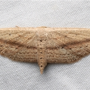 Scopula emissaria at Rosedale, NSW - suppressed