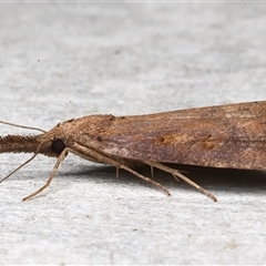 Hypena subvittalis at suppressed - 11 Mar 2025 10:54 PM