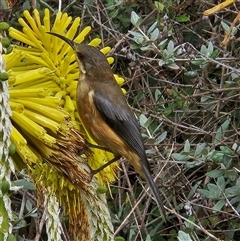 Acanthorhynchus tenuirostris (Eastern Spinebill) at Braidwood, NSW - 18 Mar 2025 by MatthewFrawley