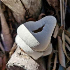 Unidentified Fungus at Evans Head, NSW - 16 Mar 2025 by AliClaw