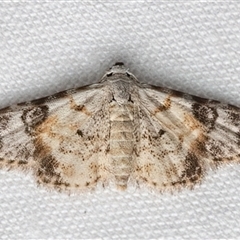 Araeopteron epiphracta (An Erebid moth (Boletobiinae)) at Rosedale, NSW - 11 Mar 2025 by jb2602