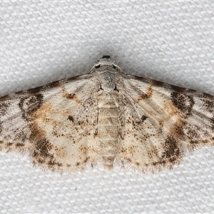 Araeopteron epiphracta at Rosedale, NSW - 11 Mar 2025 10:50 PM
