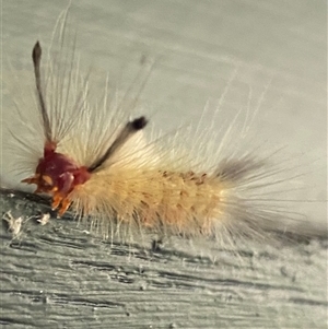 Orgyia anartoides (Painted Apple Moth) at Emerald, VIC - 16 Feb 2025 by GlossyGal