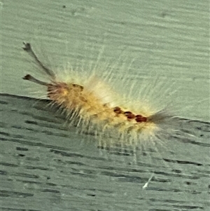 Orgyia anartoides at Emerald, VIC - suppressed