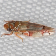 Aneono sp. (genus) at Melba, ACT - 16 Mar 2025 11:40 PM