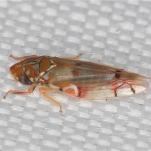 Aneono sp. (genus) at Melba, ACT - 16 Mar 2025 11:40 PM