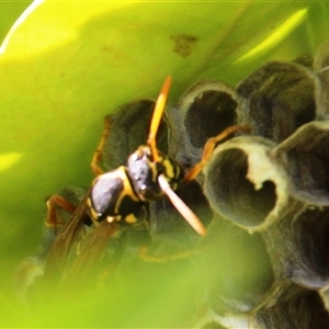 Polistes (Polistes) chinensis (Asian paper wasp) at Higgins, ACT - 18 Mar 2025 by Jennybach