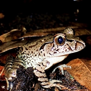 Mixophyes iteratus at Loxford, NSW - suppressed