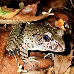 Mixophyes iteratus at Loxford, NSW - suppressed