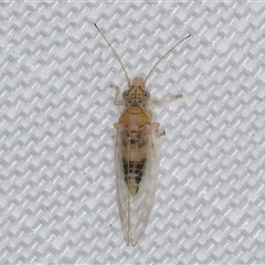 Psyllidae sp. (family) (Unidentified psyllid or lerp insect) at Melba, ACT - 16 Mar 2025 by kasiaaus