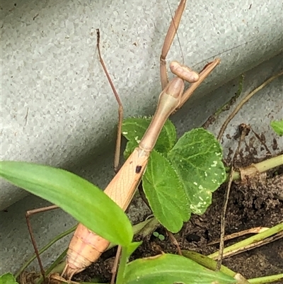 Pseudomantis albofimbriata (False garden mantis) at Kungala, NSW - 18 Mar 2025 by donnanchris