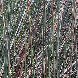 Lomandra longifolia at Kungala, NSW - 17 Mar 2025 by donnanchris