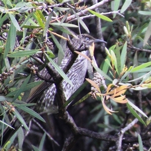 Anthochaera chrysoptera (Little Wattlebird) at Mollymook, NSW - 8 Mar 2025 by Jennybach