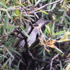 Anthochaera chrysoptera at Mollymook, NSW - 8 Mar 2025 04:27 PM