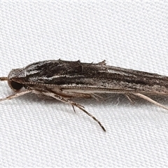 Leptozestis (genus) (A Gelechioid moth (Cosmopterigidae) at Rosedale, NSW - 10 Mar 2025 by jb2602