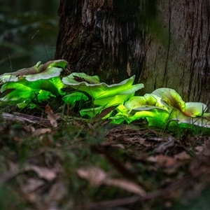 Omphalotus nidiformis (Ghost Fungus) at Buxton, NSW - 12 Mar 2025 by poida84