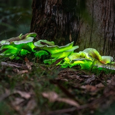 Omphalotus nidiformis (Ghost Fungus) at Buxton, NSW - 12 Mar 2025 by poida84