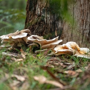 Omphalotus nidiformis at Buxton, NSW - suppressed
