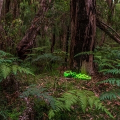 Omphalotus nidiformis at Buxton, NSW - suppressed