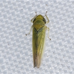 Unidentified Leafhopper or planthopper (Hemiptera, several families) at Melba, ACT - 16 Mar 2025 by kasiaaus