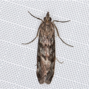 Achyra affinitalis at Melba, ACT - 17 Mar 2025 10:28 PM