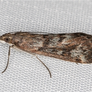 Achyra affinitalis at Melba, ACT - 17 Mar 2025 10:28 PM