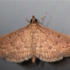 Herpetogramma licarsisalis (Sod Webworm) at Rosedale, NSW - 11 Mar 2025 by jb2602