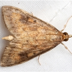 Ostrinia furnacalis (Asian Corn Borer) at Rosedale, NSW - 12 Mar 2025 by jb2602