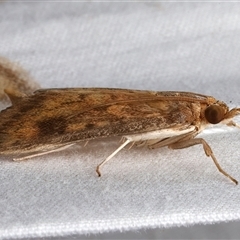 Ostrinia furnacalis at Rosedale, NSW - 12 Mar 2025 10:02 PM