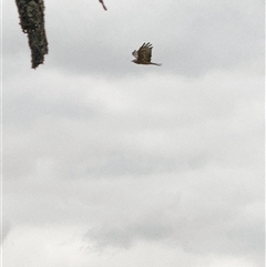 Lophoictinia isura (Square-tailed Kite) at Orangeville, NSW - 18 Mar 2025 by belleandjason