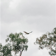 Lophoictinia isura at Orangeville, NSW - suppressed