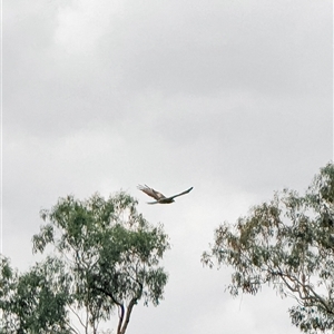 Lophoictinia isura at Orangeville, NSW - suppressed