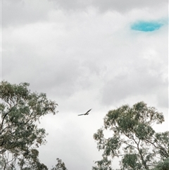 Lophoictinia isura at Orangeville, NSW - suppressed