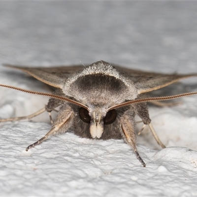 Pantydia sparsa (Noctuid Moth) at Melba, ACT - Yesterday by kasiaaus