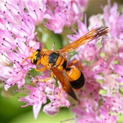 Anterhynchium nigrocinctum (A potter wasp) at Wallaroo, NSW - 18 Mar 2025 by Jek