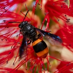 Hyleoides concinna (Wasp-mimic bee) at Wallaroo, NSW - 18 Mar 2025 by Jek