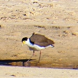 Vanellus miles at Ulladulla, NSW - 13 Mar 2025 08:59 AM
