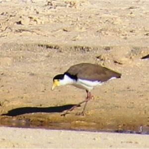 Vanellus miles at Ulladulla, NSW - 13 Mar 2025 08:59 AM