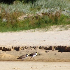 Vanellus miles at Ulladulla, NSW - 13 Mar 2025 08:59 AM