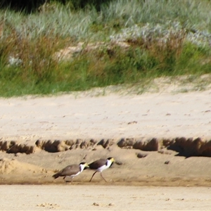 Vanellus miles at Ulladulla, NSW - 13 Mar 2025 08:59 AM